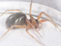 Oedothorax apicatus